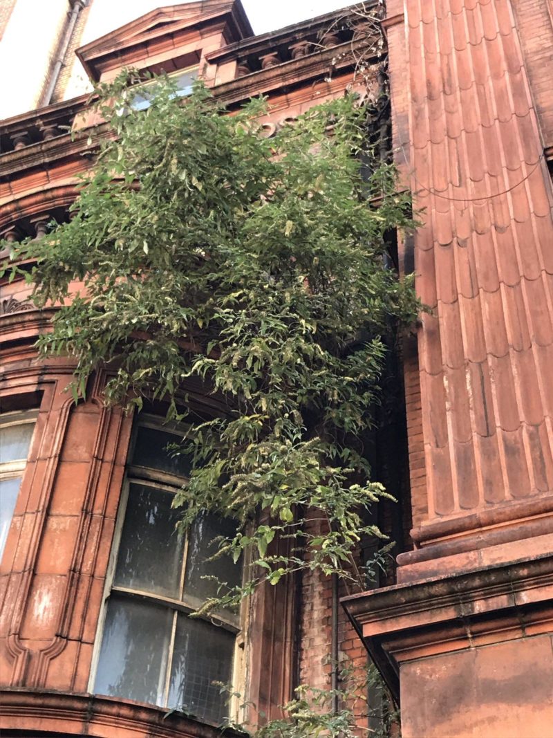 Tree growing in the facade of the Samaritan Hospital