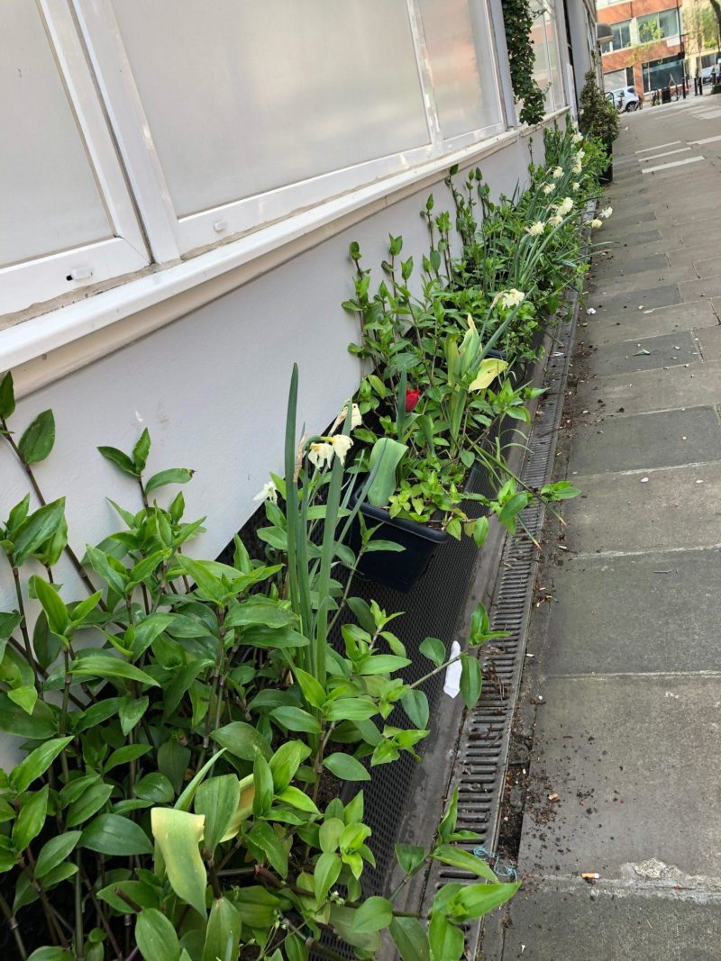 Carburton Street planting
