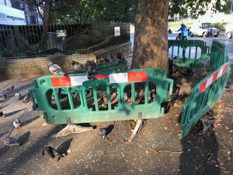 Fencing and pigeons at the corner of Edgware Road and Sussex Gardens