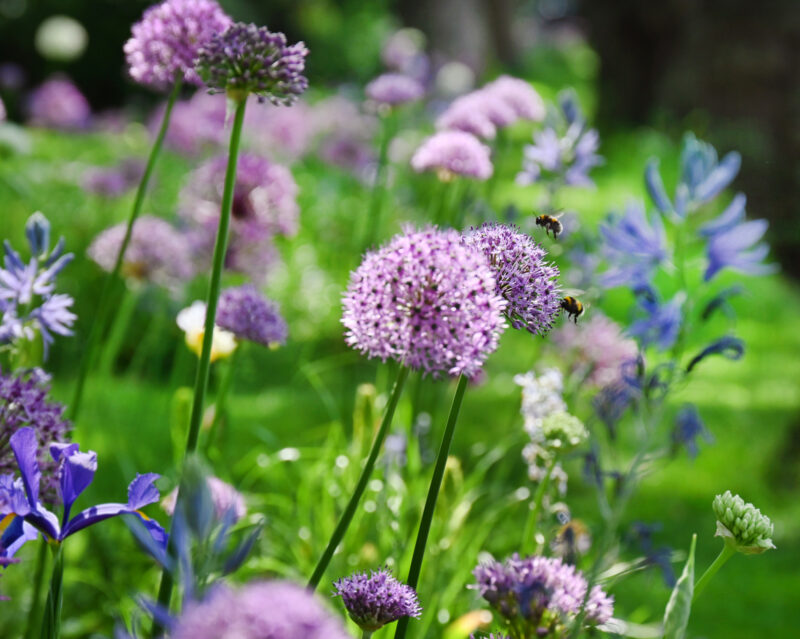 Roadside flowers